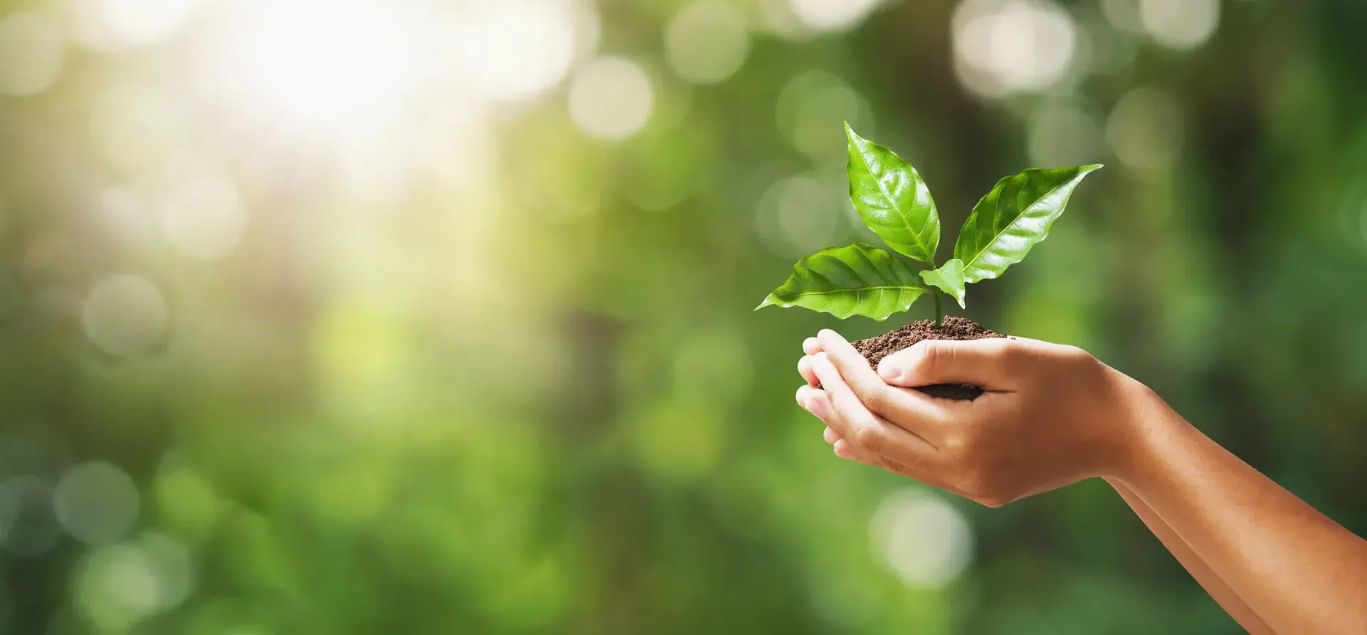 A person holding a plant in cupped hands.