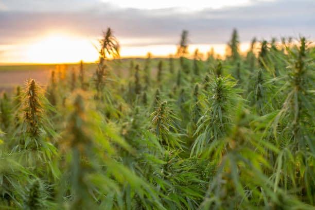 A field of hemp.