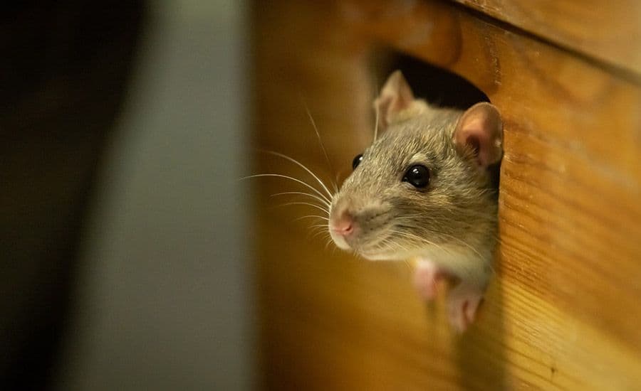 mouse-in-hole.jpg